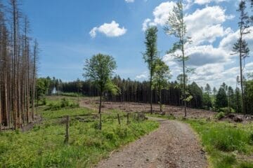 Cu cat cresc mai repede copacii, cu atat mor mai repede