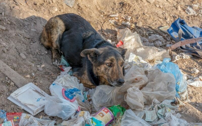 3 moduri in care poluarea cu plastic afecteaza animalele de uscat si apa