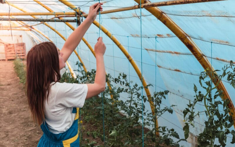 Folia termica profesionala pentru solarii: o investitie valoroasa pentru agricultura