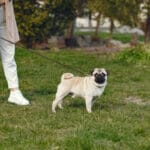 O plimbare reusita alaturi de partenerul necuvantator