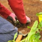 Ai o casa cu o curte generoasa? Uite cateva soiuri de pomi si arbusti fructiferi pe care ii poti planta