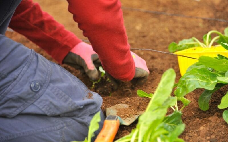 Ai o casa cu o curte generoasa? Uite cateva soiuri de pomi si arbusti fructiferi pe care ii poti planta