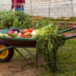 Cele Mai Des Cultivate Legume în Grădinile din România: Bucurii Culinare și Sănătate în Farfurie