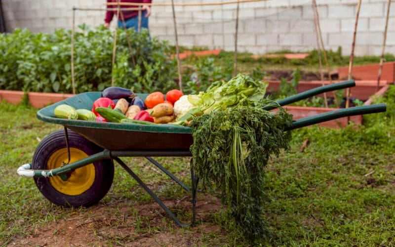 Cele Mai Des Cultivate Legume în Grădinile din România: Bucurii Culinare și Sănătate în Farfurie
