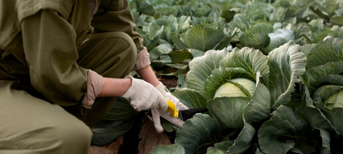 How to Plant Cabbage: A Step-by-Step Guide to a Healthy Harvest
