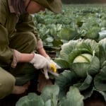How to Plant Cabbage: A Step-by-Step Guide to a Healthy Harvest