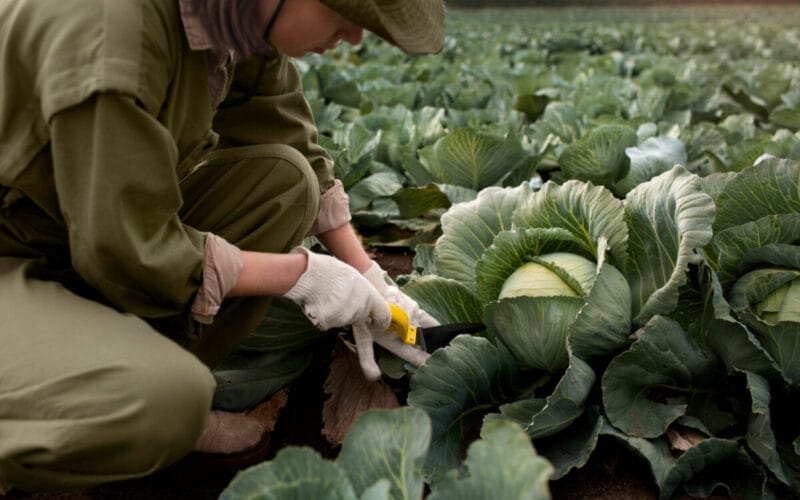 Cum Se Plantează Varza: Ghid Pas cu Pas pentru O Recoltă Sănătoasă