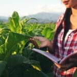 Funcționarea și Procesele din Spatele unei Plantații de Tutun: O Privire Detaliată în Universul Cultivării Tutunului