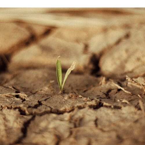 Ce este codaminul și cum se folosește pentru a ajuta culturile?