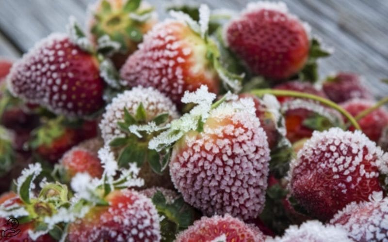 Cum să congelezi corect fructele de pădure fără să se lipească între ele?